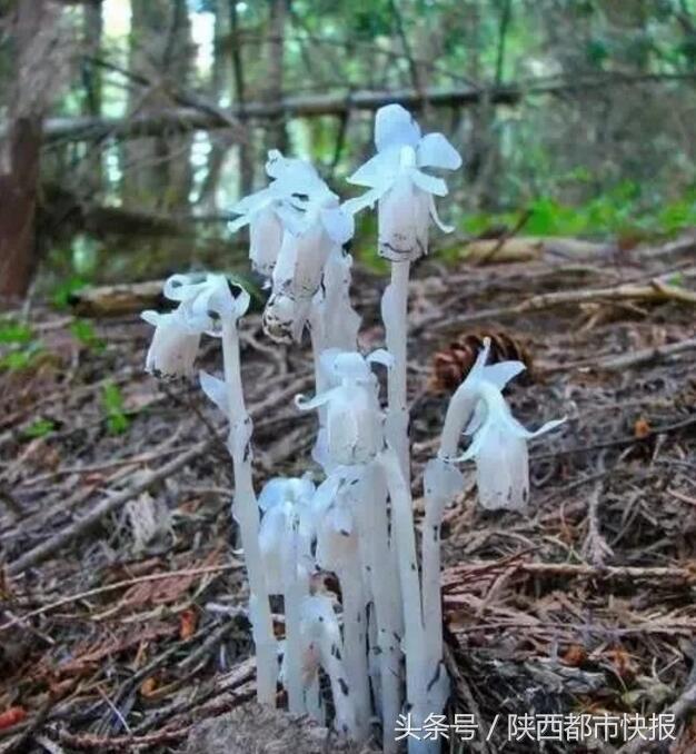 西安景区出现大量罕见的"冥界之花"水晶兰